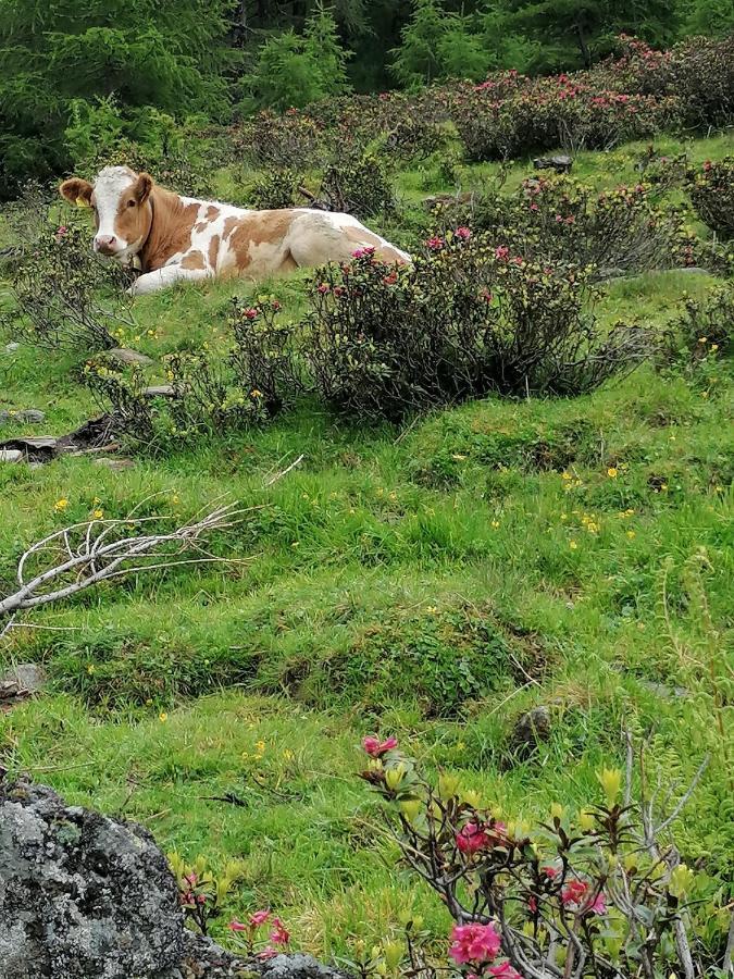 Mooshof Lejlighed Kaunertal Eksteriør billede